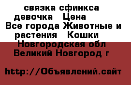 связка сфинкса. девочка › Цена ­ 500 - Все города Животные и растения » Кошки   . Новгородская обл.,Великий Новгород г.